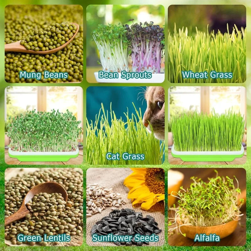 Plateau de Germination Double Couche