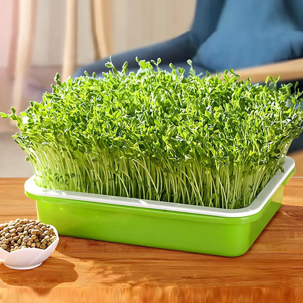 Plateau de Germination Double Couche