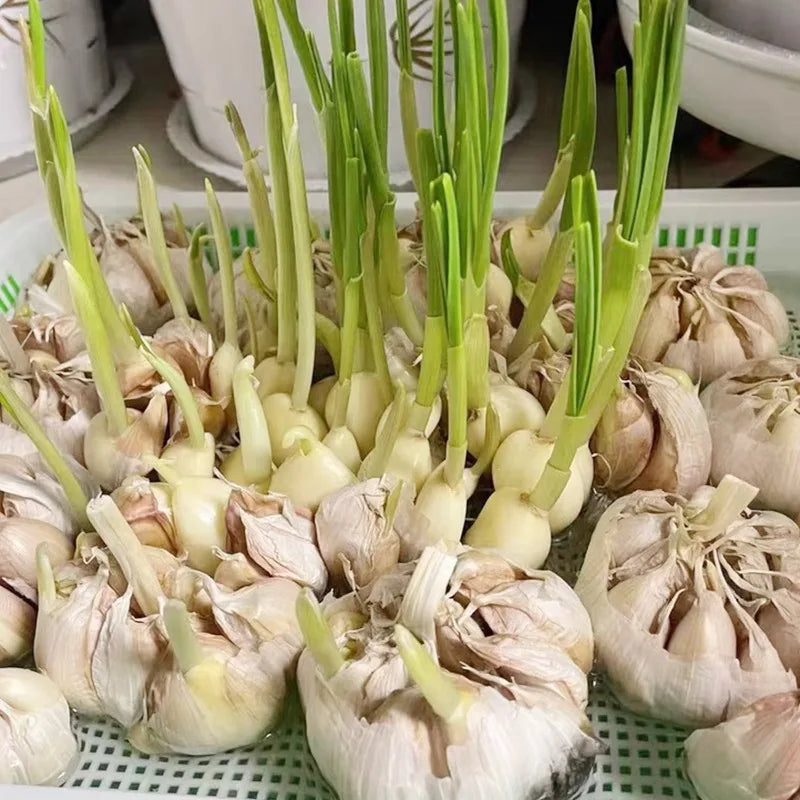 Plateau de Germination Double Couche