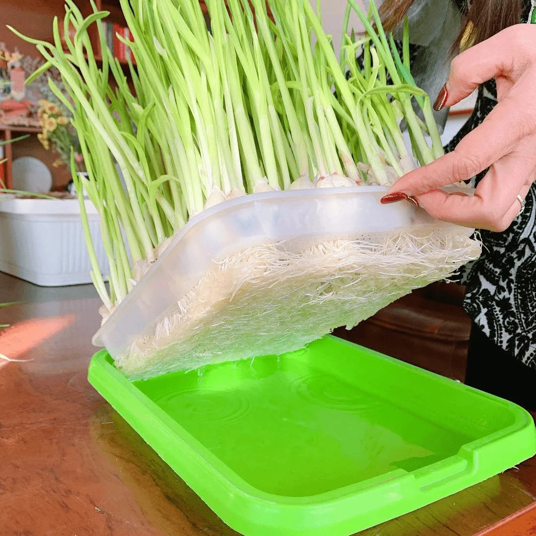 Plateau de Germination Double Couche
