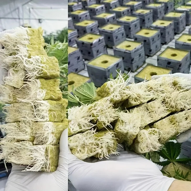 Cubes de Démarrage de Graines