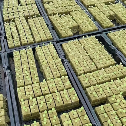 Cubes de Démarrage de Graines
